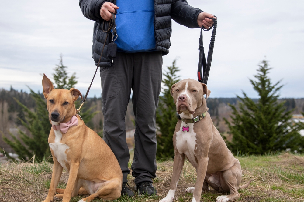 Who Is Liable for a Dog Attack?